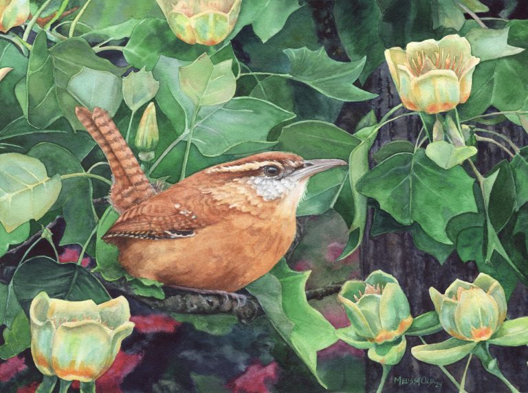 watercolor painting of Carolina Wren by Melissa Old artist