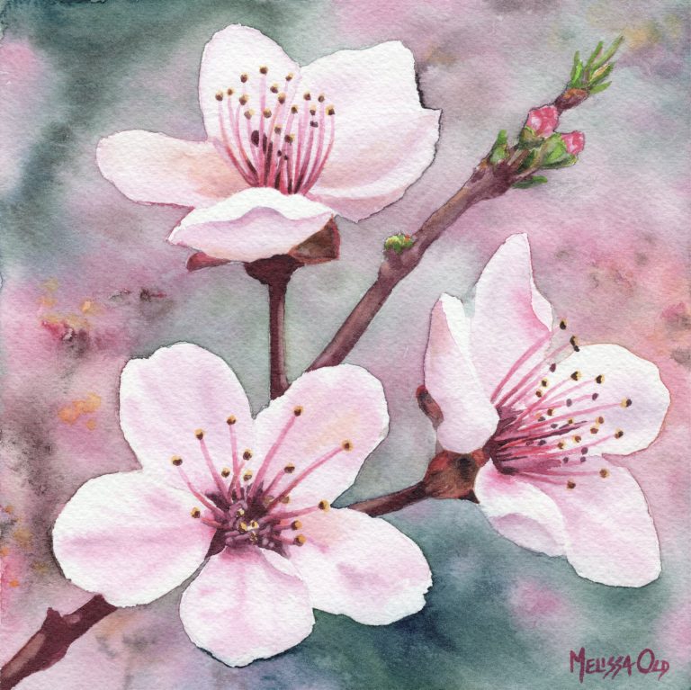 watercolor painting of cherry blossoms by Melissa Old