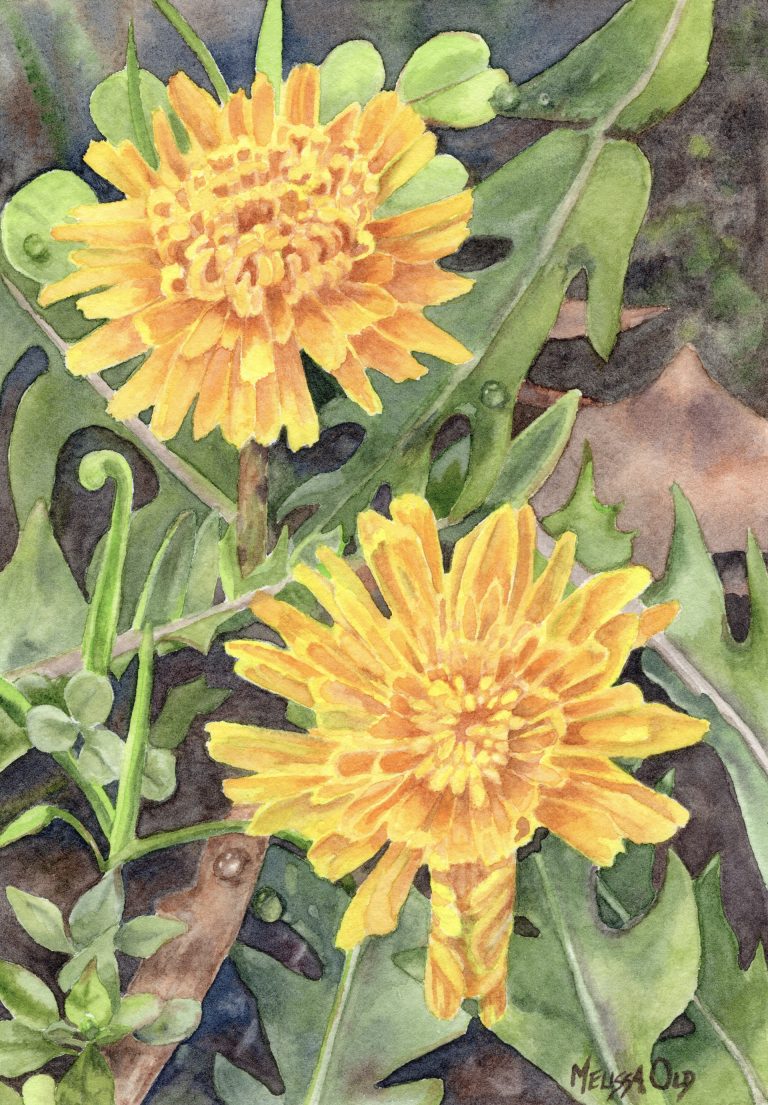 watercolor painting of two dandelion flowers by Melissa Old artist