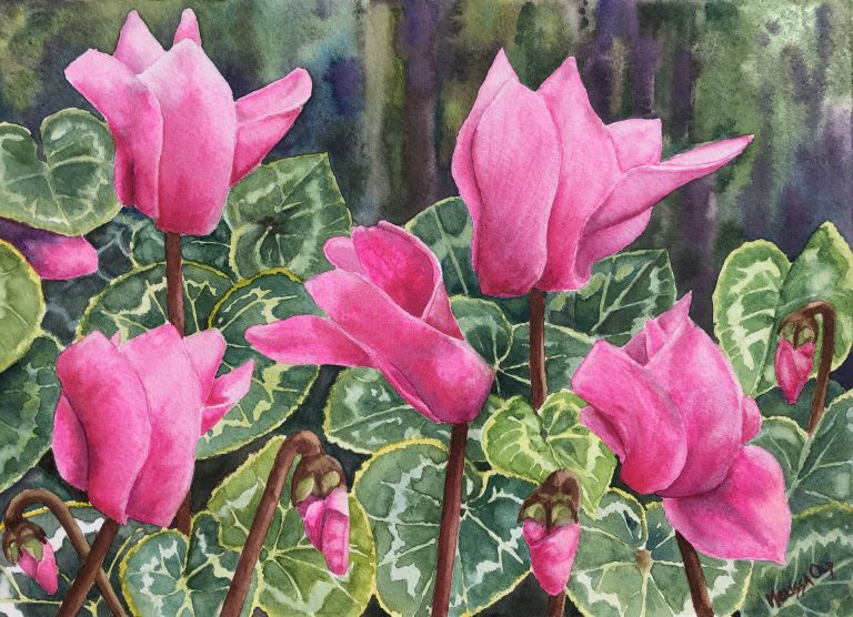 watercolor painting of pink cyclamen by Melissa Old artist