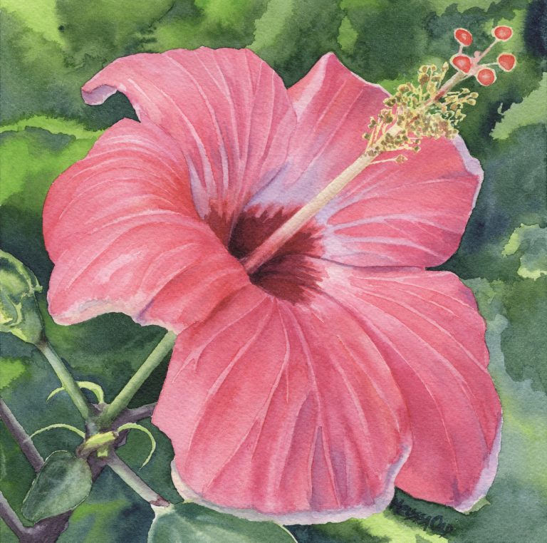 watercolor painting of pink hibiscus by Melissa Old artist