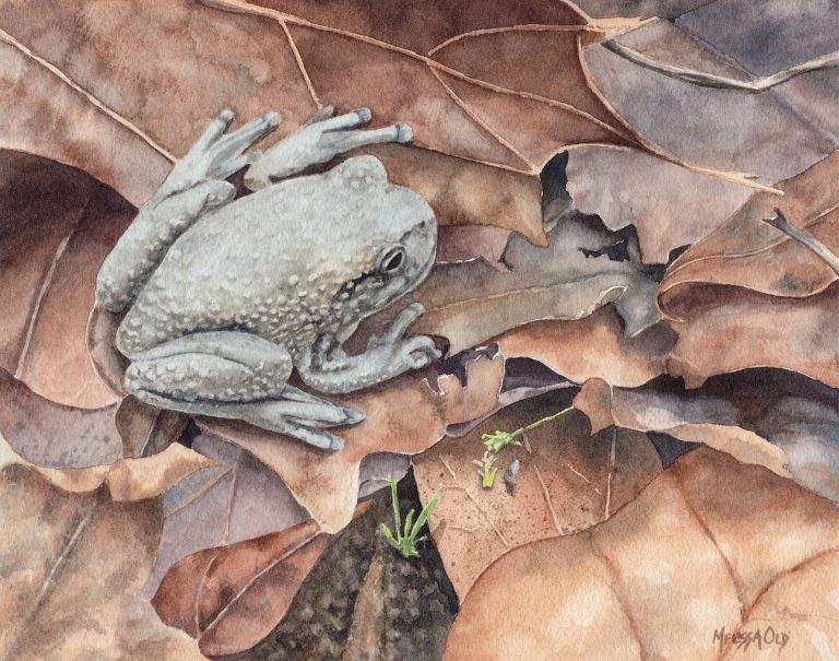watercolor painting of gray tree frog by Melissa Old artist