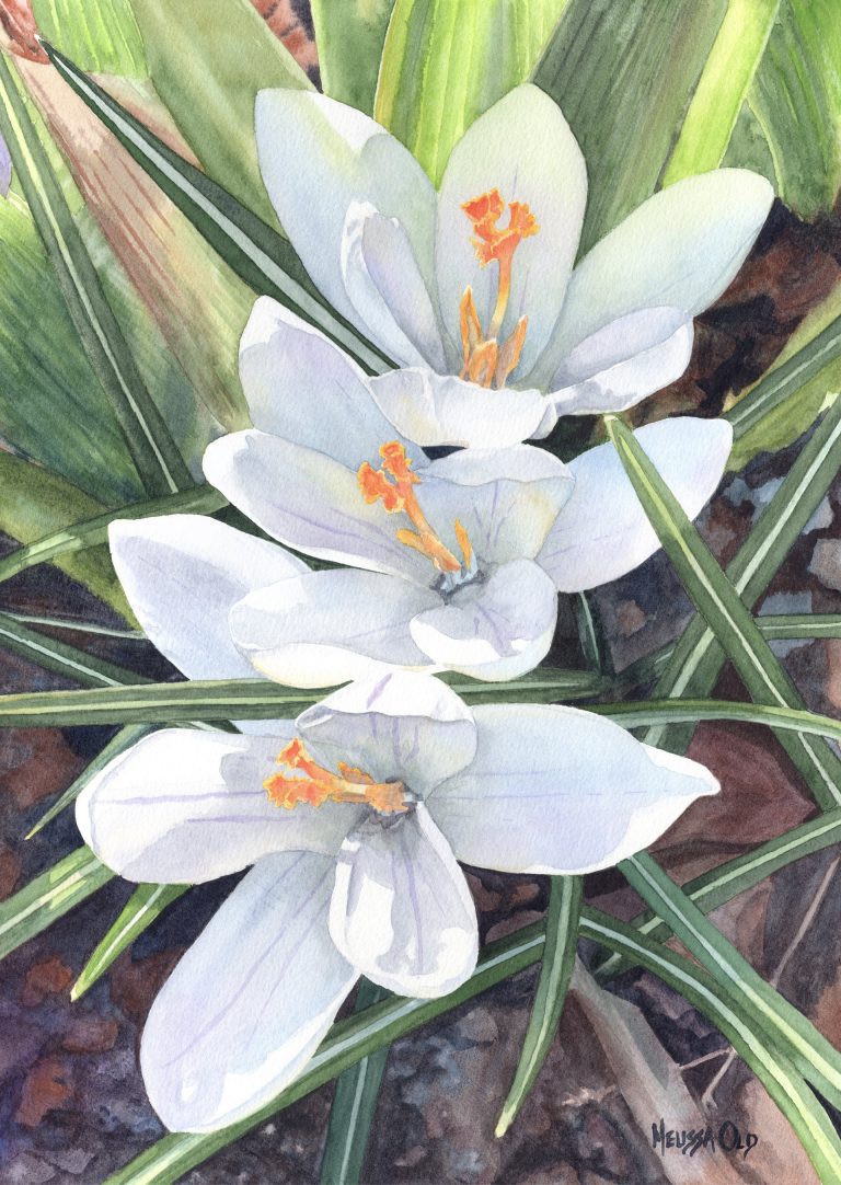 watercolor painting of three white crocus by Melissa Old artist