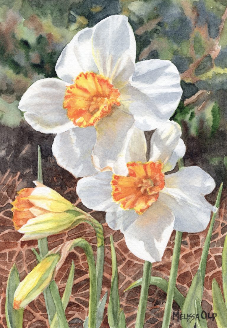 watercolor painting of two white daffodils jonquils by Melissa Old artist