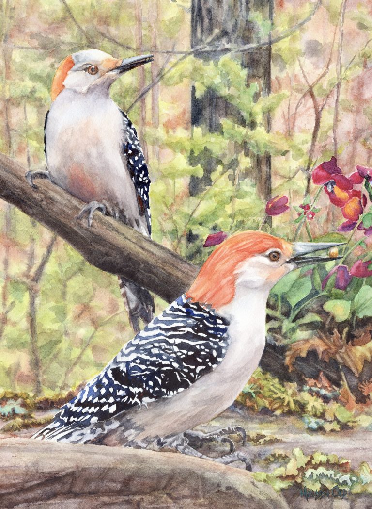 old m mrmrsrbwoodpeckerwebsmall